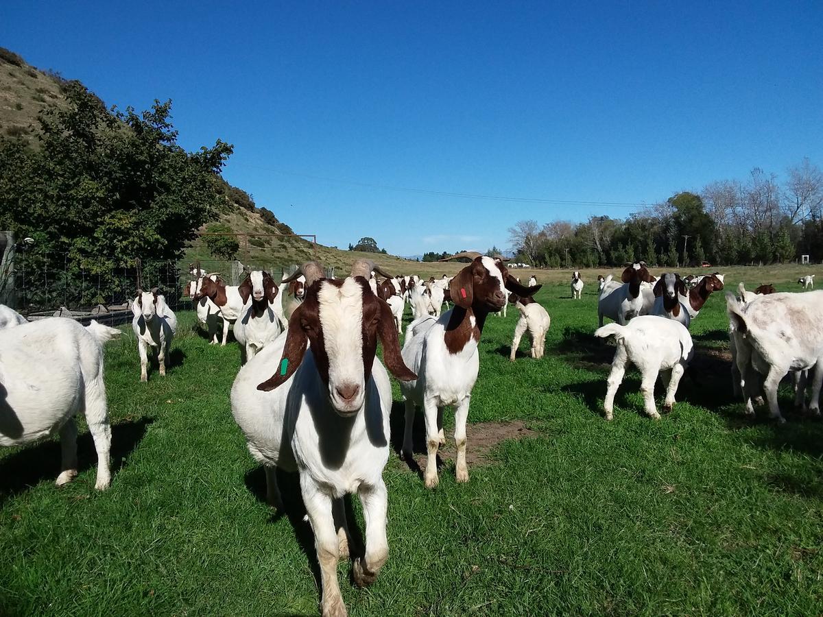 Hurunui Homestead Bed And Breakfast Hawarden Екстер'єр фото
