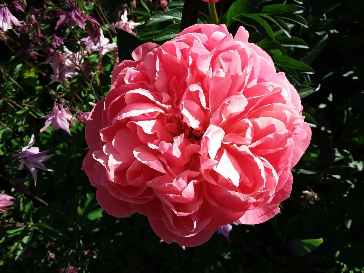 Hurunui Homestead Bed And Breakfast Hawarden Екстер'єр фото